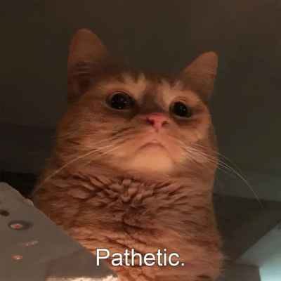 Eine Katze, darunter das Wort „pathetic“